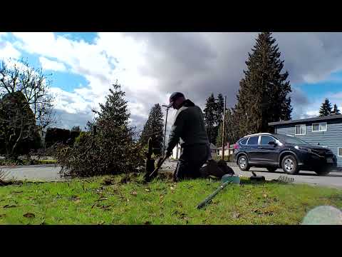 Dead Rhododendron removal: harder than it looks