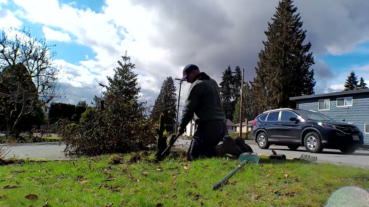Dead Rhododendron removal: harder than it looks