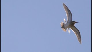 Common Snipe Flight Display