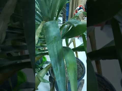 نبات اليوكا والاسمده ضروي يكون عدكم المجموعه الكامله