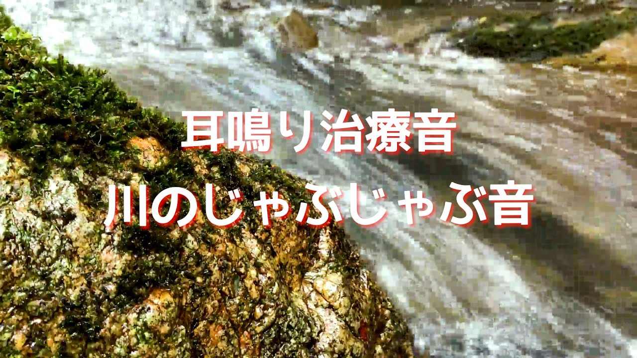 紅参