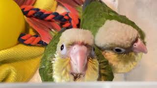 Baby hand reared birds in nursery tub waiting for breakfast handrearing baby parrot formula