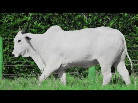 LOTE 30 - REM 13195, Fêmea Nelore à venda no 23º MEGA LEILÃO GENÉTICA ADITIVIA 2026
