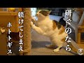 猫の爪研ぎから家を守る方法【三毛猫ミュウ】How to protect your home from cat claws