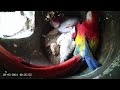 Live from the jungle of Costa Rica: Inside a macaw nest 🦜