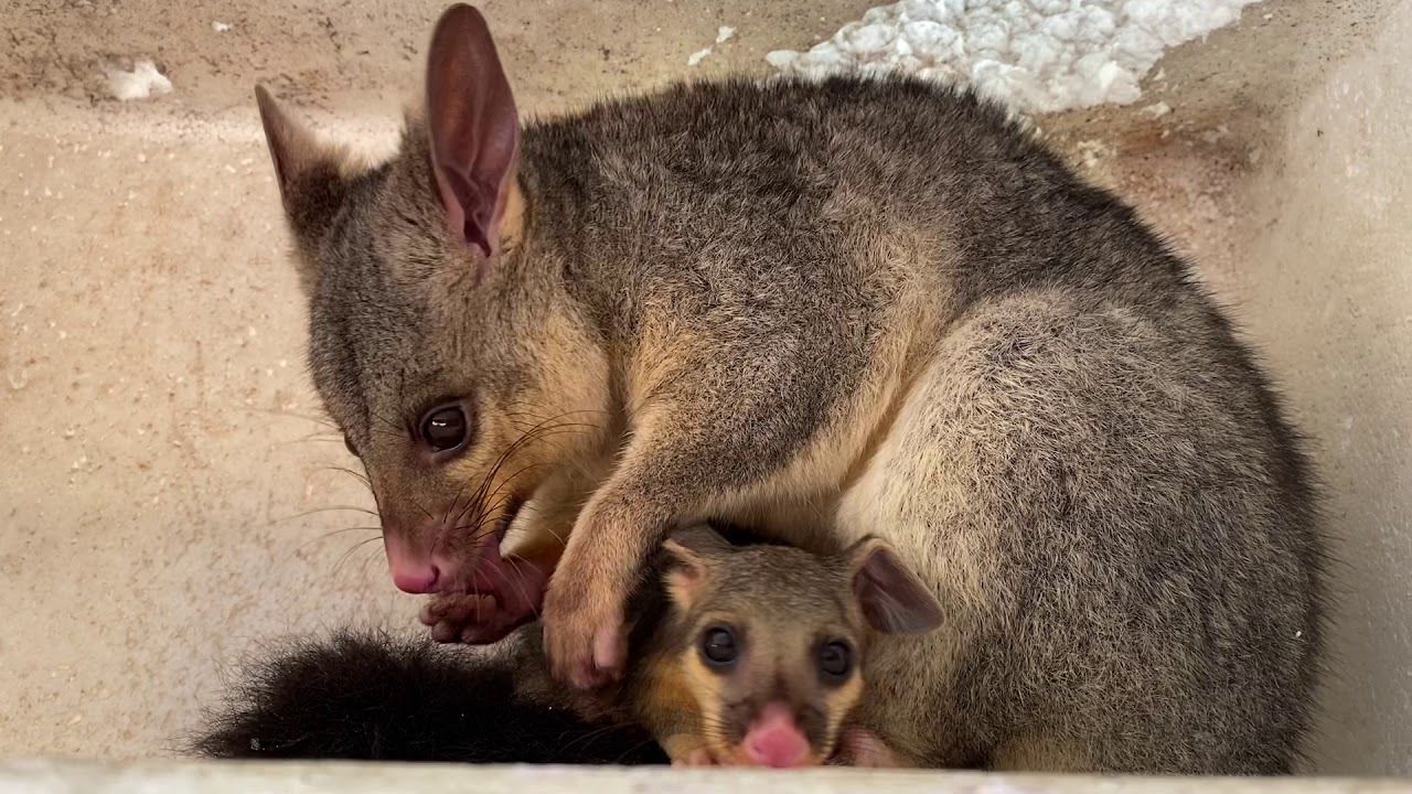 Possum and her baby take a bath YouTube
