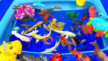 Con Rùa,Cá Chép ,Cá Chép Vàng,Cá Heo,Cá Mập,Cá Heo Trắng,Cá Heo Xanh,Cua Hoàng Đế,Ghẹ Xanh,Animas