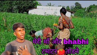 मेरी माँ और bhabhi  टमाटर🍅 तोड़ने// new vlog video// desi vlog video #desifood  #desivlogvillage