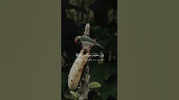 تلاوة خاشعة ❤️ #قرآن #قران_كريم #عبد_الباسط_عبد_الصمد #اكسبلور #راحة_نفسية