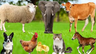 Playful Farm Animals: Dog, Cat, Horse, Monkey, Elephant, Pig, Chicken, Panda – Animal Video screenshot 2