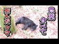 【完全版】農薬を食べたクマ「このままだと自然動物園になる」