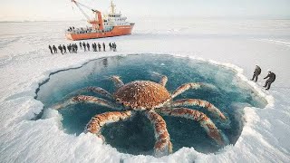 Mysterious Hidden Ecosystem Found Under Antarctic Ice