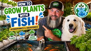 How to Grow Plants with Fish!