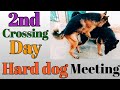 dog meeting 2nd | 2nd day crossing | german shepherd meeting | Romeo birds and animals