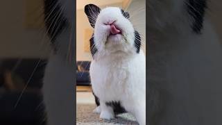 RABBIT DEMANDS BLUEBERRY