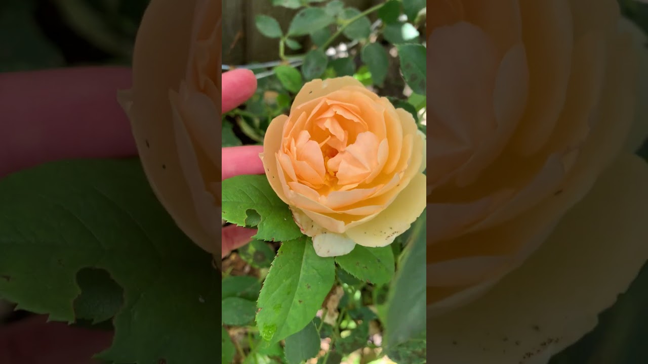 Wollerton Old Hall Maiden Bloom