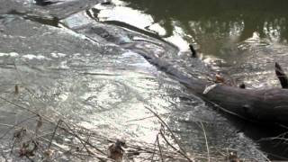 Catching Bait in the Winter Time Creeks