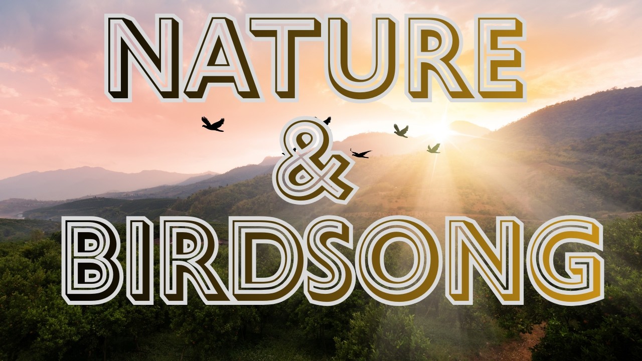 Find a Sense of Calm with Birds Singing and Nature Visuals 1 Hour