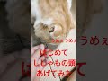 はじめてししゃもの頭あげたらよろこんだ