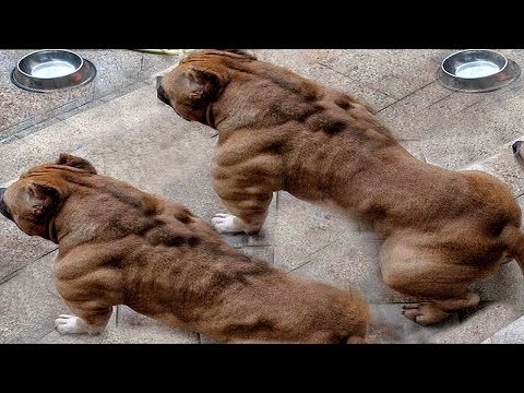 Dünyanın EN TEHLİKELİ 10 Köpek Irkı