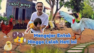 Mengejar Entok Gemoy dan Lucu | Chasing the Sweet and Cute Muscovy Duck in the Village #fyp #duck