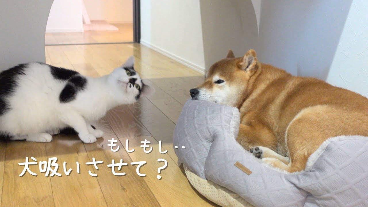 柴犬が好き 柴犬が好きすぎる猫！半日間犬吸いができないと、こうなる。 - YouTube
