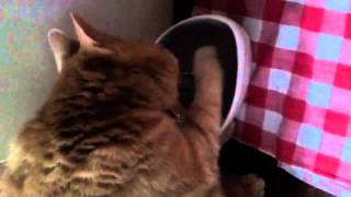 Не мешай коту пить! Не мешай коту пить!