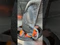 🍲和食料理人の大事な相棒🤝【プロのお手入れ～天ぷら鍋～】永く付き合うための流儀#japan #shorts #professional