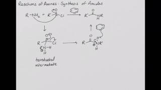 Chem 222 Reactions Of Amines Synthesis Of Amides