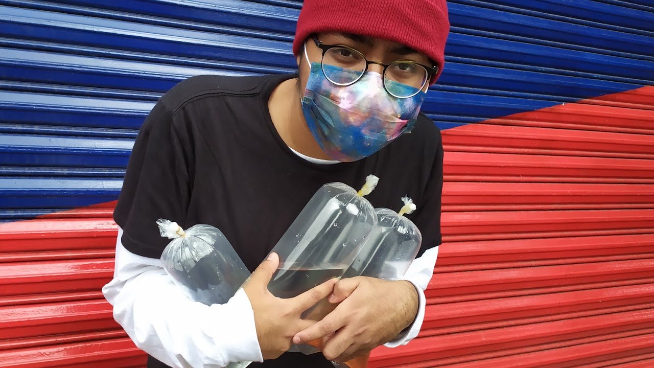 ESTOS SON LOS NUEVOS PECES PARA MI ACUARIO QUE COMPRE POR 50$ EN EL MERCADO MIXHUCA