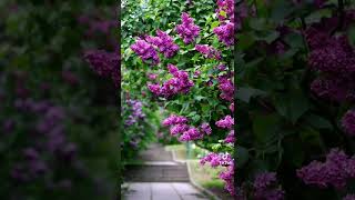 Güzel Müzik Eşliğinde Çiçekler Ağaçlar