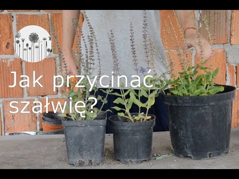 Wideo: Szałwia I Szałwia - Bliźniaki I Bracia, Gatunki Szałwii