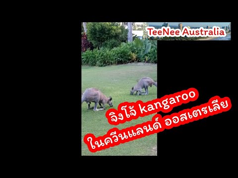 จิงโจ้(kangaroo)ในบริเวณโรงแรมในออสเตรเลีย(australia)