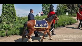 A pony with medals 🏅 cavlery sunday hyde park #thekingsguard