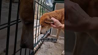 Be kind too them 🐶🐾♥️ he needs medical care #dogs #cute #rescuedogs #love