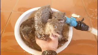 Sweet Swimming Very Cute