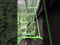 Clone you harvest: Grape Diamonds week 2 of flower under the BloomPlus XP3000