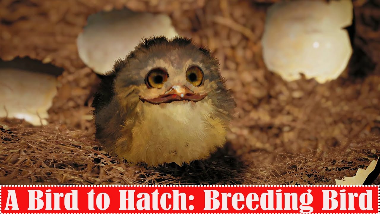 The Lord of the Rings: Gollum Bird Breeding Guide