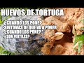 mi tortuga quiere poner huevos