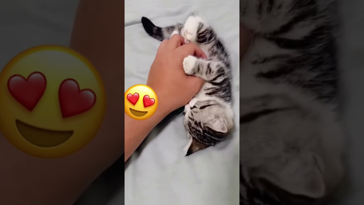 Precious kitten 🥰