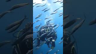 Sardinas! #moalboal #moalboalcebu #cebu #cebucity #cebutrip