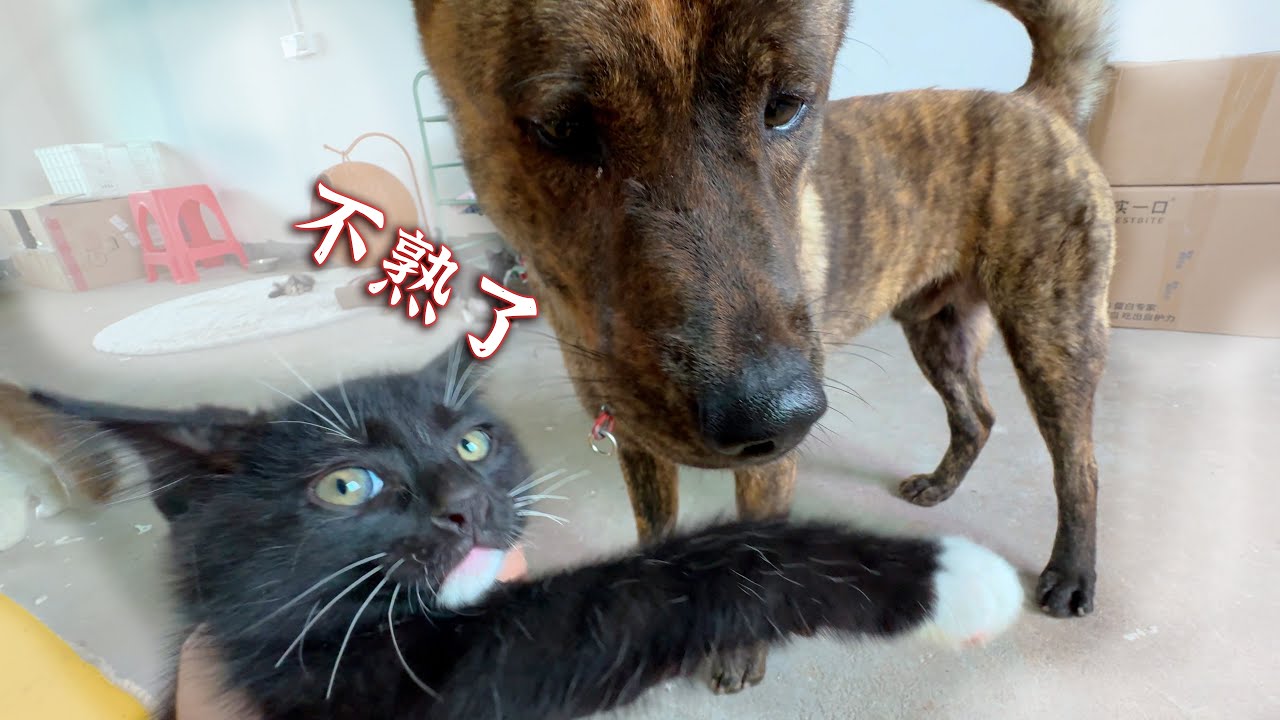 小奶猫两个月了，还记得这个狗舅子吗