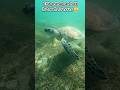 🐢 This Animal Holds Breath for HOURS!