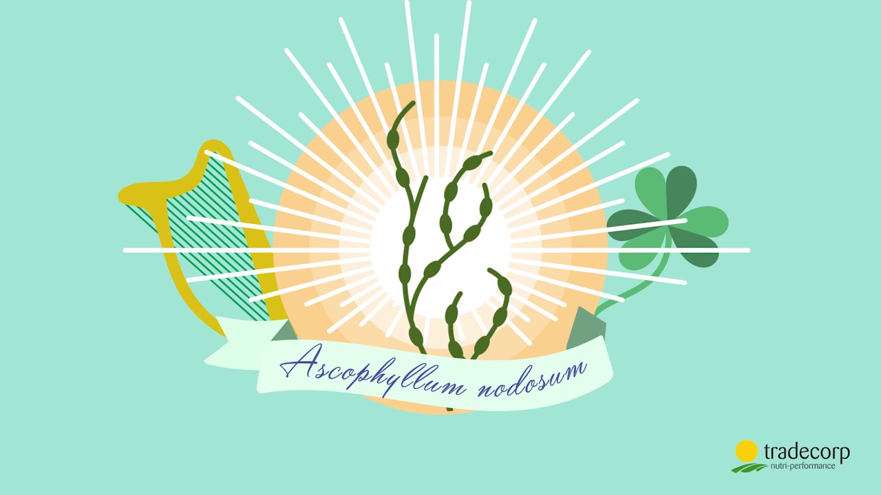 Phylgreen Animation EN