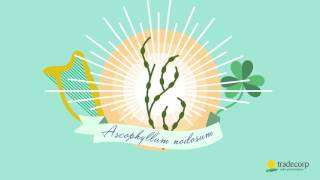 Phylgreen Animation En