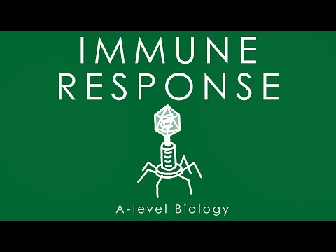 IMMUNE RESPONSE - A-level Biology