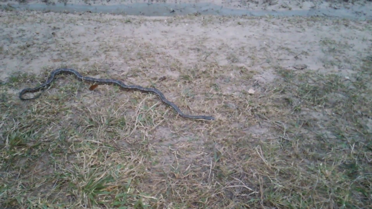 camera iphone 8 plus apk Not a corn snake!!!! Please read description below