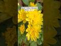 Beautiful Yellow Shevanti Flower 🌼 | Chrysanthemum Bloom in Garden | Nature’s Aura