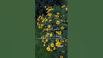 اكتب  شيئا تؤجر عليه ❤️🖍 #تلاوة_خاشعة #القران_الكريم #ياسر_الدوسري #راحة_نفسية #المصحف