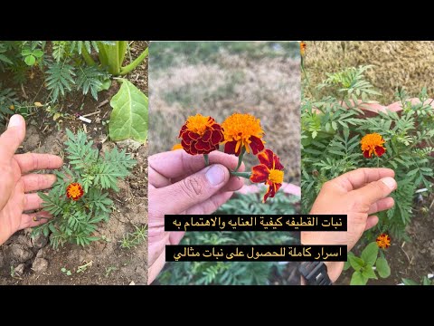 نبات القطيفه الجعفري العنايه والاهتمام وموعد زراعتها